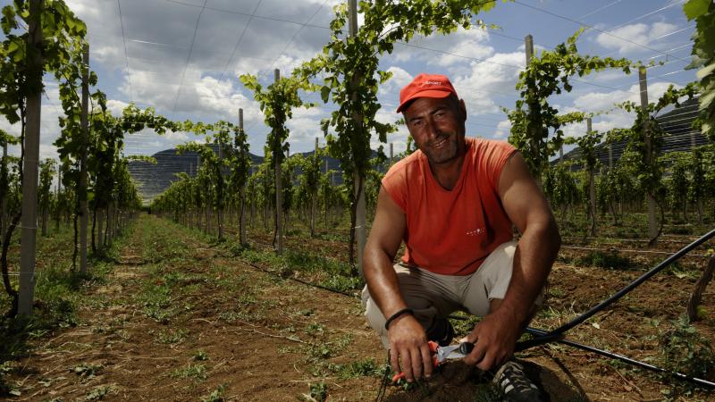 Sita and Champ cargosystems