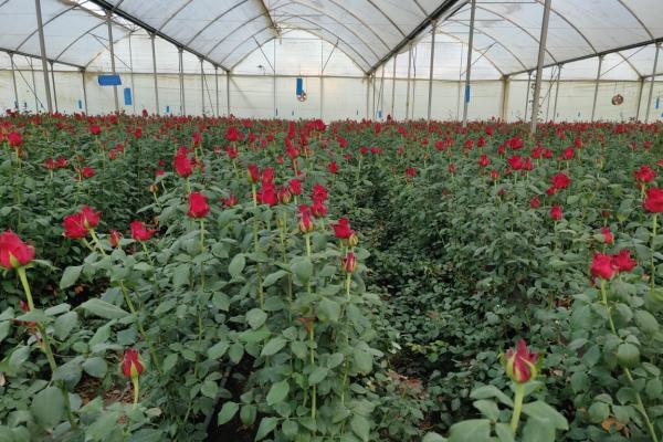 IAG Cargo Valentine's Day