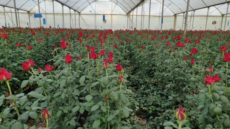 IAG Cargo Valentine's Day